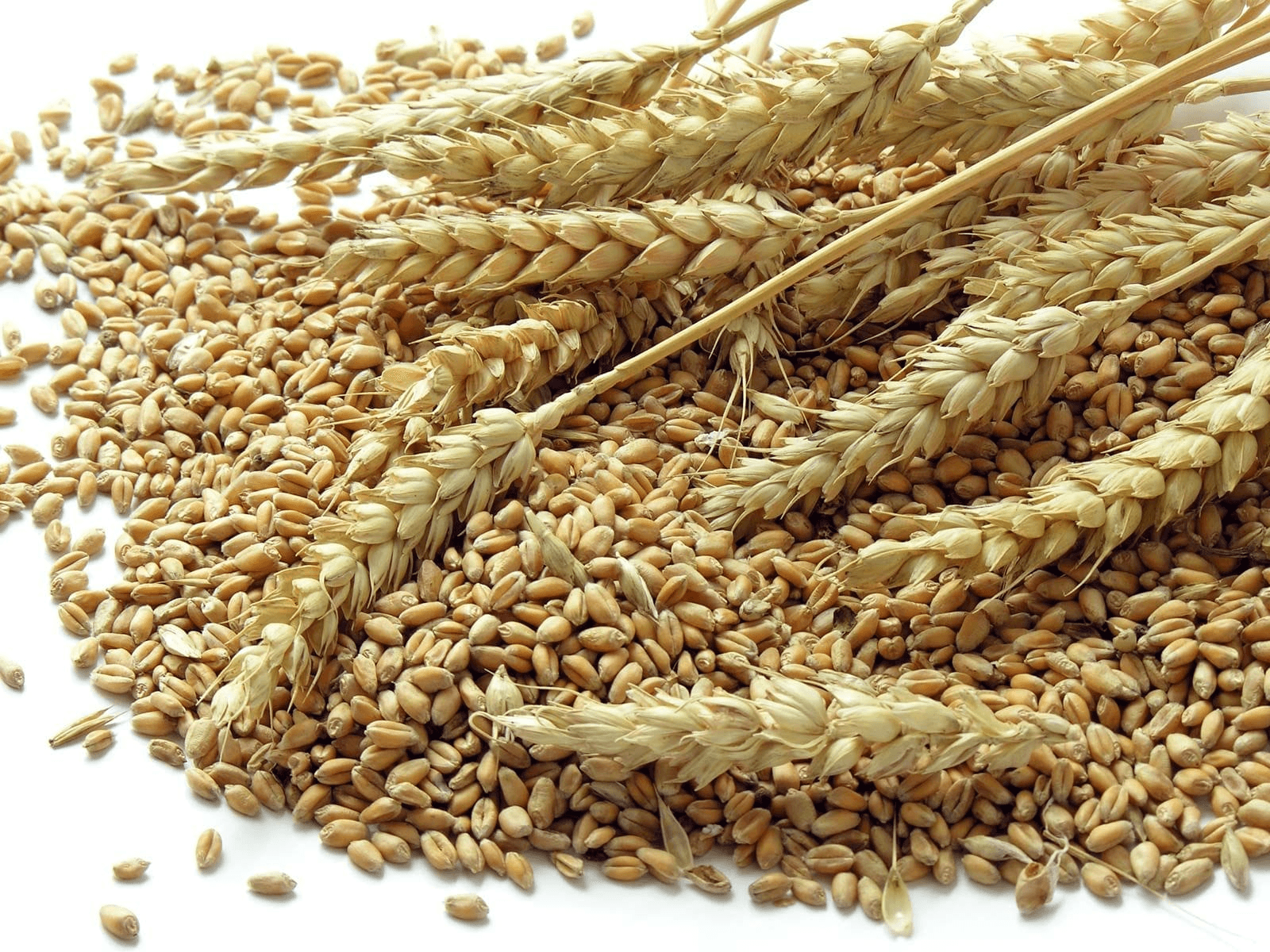 Typical Wheat Specifications — Wheat Trading & Supply