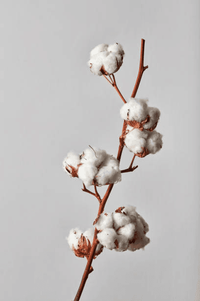 Raw Cotton – Global Sourcing, Trading & Supply — Raw Cotton – Global Sourcing, Trading & Supply