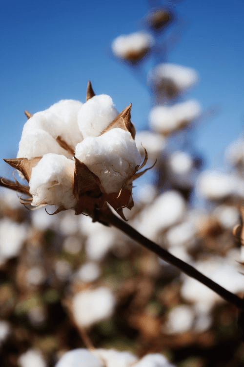 Our Cotton Portfolio — Raw Cotton – Global Sourcing, Trading & Supply