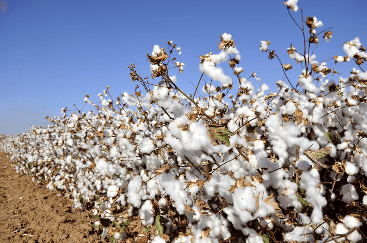 Quality Assurance & Inspection — Raw Cotton – Global Sourcing, Trading & Supply
