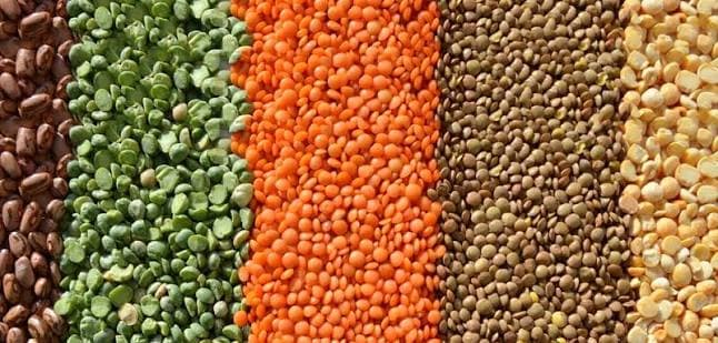 Premium Product Portfolio — Lentils & Pulses Trading & Supply